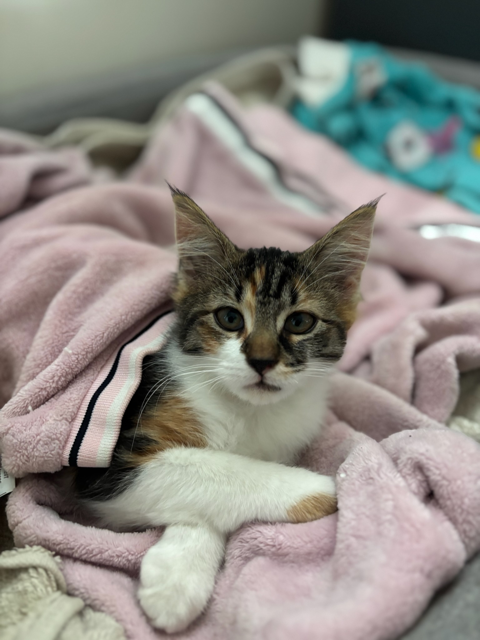 幼年三色猫盖着被子在狗窝里